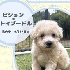 ビションプーの男の子