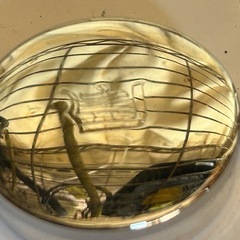 コンパス　🧭の画像