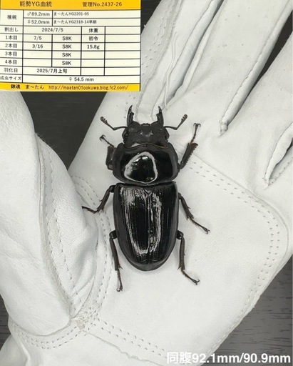 【能勢YG血統】国産オオクワガタ♀54.5mm（同腹最大92.1）ま〜たん氏ブリード個体