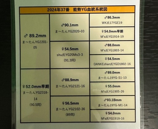 【能勢YG血統】国産オオクワガタ♀54.5mm（同腹最大92.1）ま〜たん氏ブリード個体