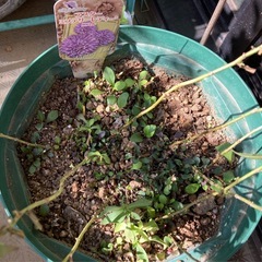 アスター　ミステリーレディの苗の画像