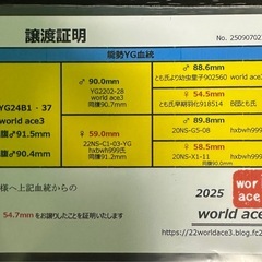 【能勢YG血統】国産オオクワガタ♀54.7mm（同腹成績91.5/90.4）world ace氏ブリード個体の画像