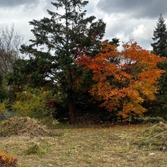 幹欲しい方
の画像