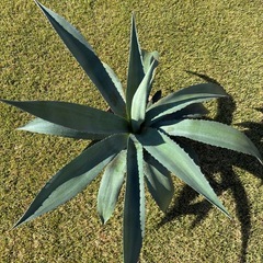 16. アガベ・アメリカーナ（リュウゼツラン）の画像
