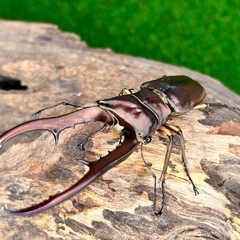 外国産クワガタ幼虫)メタリフェルホソアカクワガタ3匹セットの画像