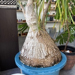 トックリラン ノリナ ポニーテール 特大の画像