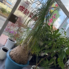 トックリラン ノリナ ポニーテール 特大の画像