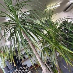 トックリラン ノリナ ポニーテール 特大の画像