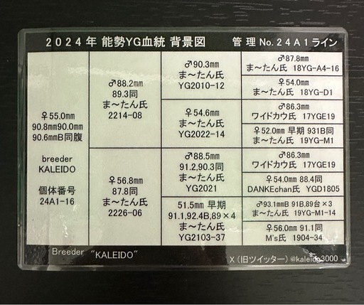 【能勢YG血統】国産オオクワガタ♀55.0mm（同腹最大90.8）KALEIDO氏ブリード個体