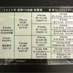 【能勢YG血統】国産オオクワガタ♀55.0mm（同腹最大90.8）KALEIDO氏ブリード個体の画像