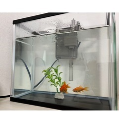 金魚　水槽セットの画像