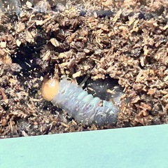 外国産クワガタ幼虫)メタリフェルホソアカクワガタ3匹セットの画像