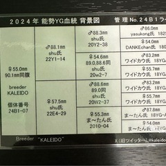 【能勢YG血統】国産オオクワガタ♀55.0mm（同腹最大90.1）KALEIDO氏ブリード個体の画像