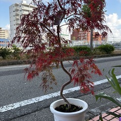 枝垂れもみじ モミジ 紅葉 庭木 苗木 シンボルツリー 造園 庭の画像