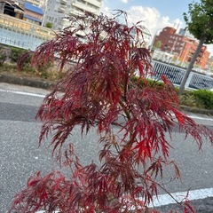 枝垂れもみじ モミジ 紅葉 庭木 苗木 シンボルツリー 造園 庭の画像
