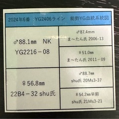 【能勢YG血統】国産オオクワガタ♀53.7mm（同腹成績91.5）NK氏ブリード個体の画像