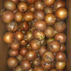 北海道産タマネギ5キロの画像