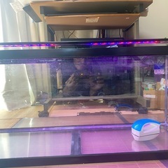 水槽セットの画像