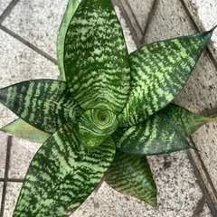 サンスベリア ハニーグリーン　コンパクトで育てやすい人気品種の画像