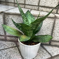 サンスベリア ハニーグリーン　コンパクトで育てやすい人気品種の画像