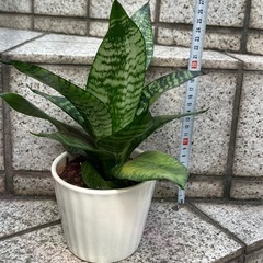 サンスベリア ハニーグリーン　コンパクトで育てやすい人気品種の画像