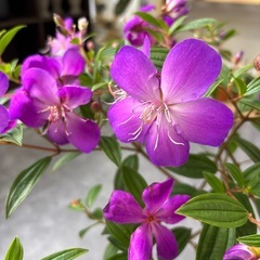 ノボタン 野牡丹 花 花苗 低木 庭 ガーデニングの画像