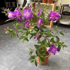 ノボタン 野牡丹 花 花苗 低木 庭 ガーデニングの画像