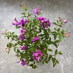 ノボタン 野牡丹 花 花苗 低木 庭 ガーデニングの画像