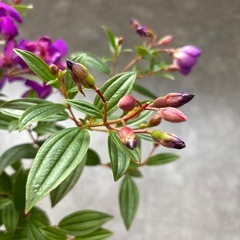 ノボタン 野牡丹 花 花苗 低木 庭 ガーデニングの画像