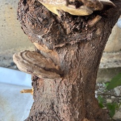 原木付　サルノコシカケの画像