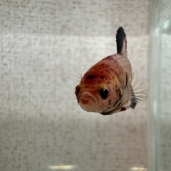 aベタ 鯉カラー プラカットメスの画像