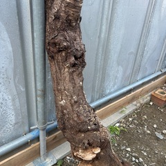 原木付　サルノコシカケの画像