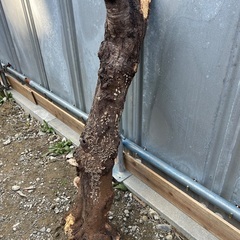 原木付　サルノコシカケの画像