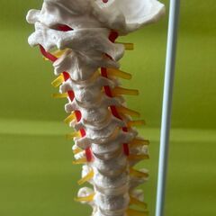 脊椎模型 約80cm  スタンド付き	の画像