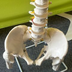 脊椎模型 約80cm  スタンド付き	の画像
