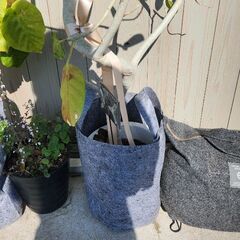 フィカス・ベンガレンシスの画像