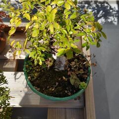 盆栽　２鉢の画像