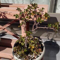 盆栽　２鉢の画像