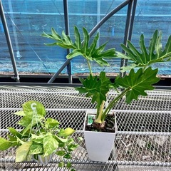 観葉植物5種類セット　モンステラ、セローム、ポトス、カラテア2種の画像