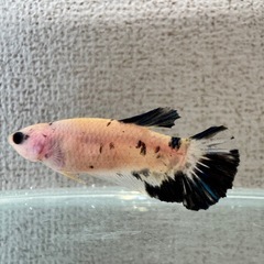 bベタ ギャラクシー系統 プラカットメスの画像