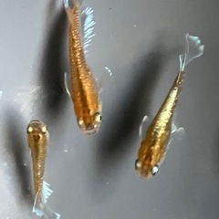 メダカ　エメキン、レッドクリフ　7匹の画像