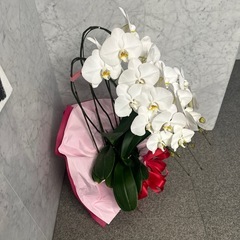 胡蝶蘭 引き取りのみの画像