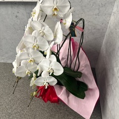 胡蝶蘭 引き取りのみの画像