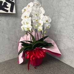 胡蝶蘭 引き取りのみの画像