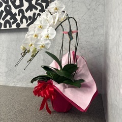 胡蝶蘭 引き取りのみの画像