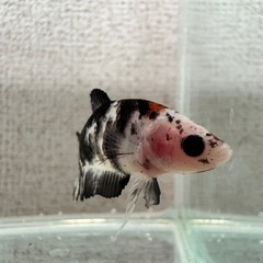 cベタ 鯉カラー プラカットメスの画像