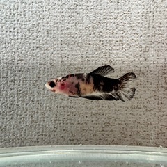 cベタ 鯉カラー プラカットメスの画像