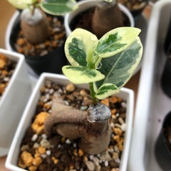 【希少】パンダ 
ガジュマル 斑入り　　の画像