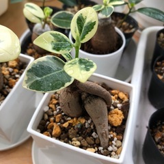 【希少】パンダ 
ガジュマル 斑入り　　の画像