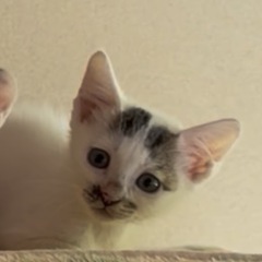 11月15日門司赤煉瓦譲渡会に参加❣️3ヶ月のきじ白♀ぎんなん❤️